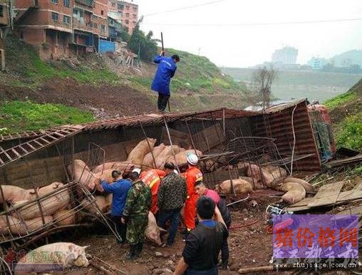 载满生猪的货车侧翻 80多头小猪到处溜