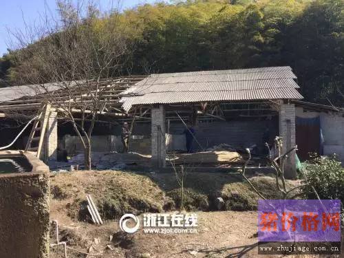 累计调减生猪过半 今年再补刀，浙江最大养殖基地被砍掉！